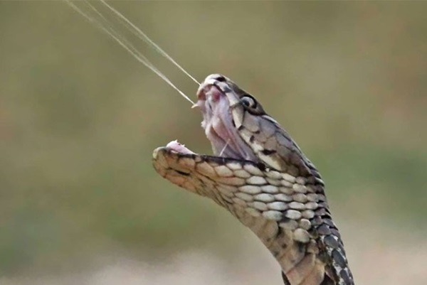 Tại sao một số loài rắn hổ có thể phun nọc chính xác vào mắt nạn nhân?