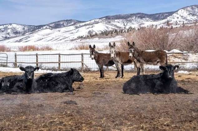 Tại sao nhiều nơi tại nước Mỹ nuôi lừa để bảo vệ đàn gia súc thay vì nuôi chó chăn cừu?
